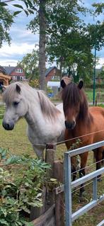 Bijrijder voor IJslander gezocht, Dieren en Toebehoren, Stalling en Weidegang