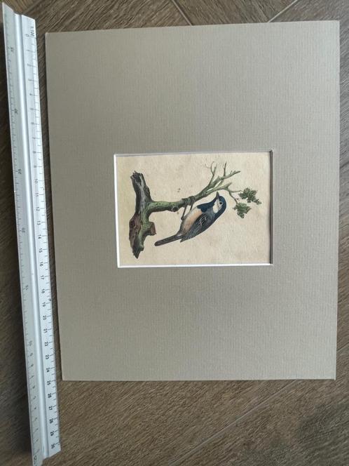 1830 - hangende Koolmees - Vogel - gravure gekleurd, Antiek en Kunst, Kunst | Etsen en Gravures, Ophalen of Verzenden