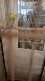 Parkietjes, Dieren en Toebehoren, Vogels | Parkieten en Papegaaien, Meerdere dieren, Parkiet