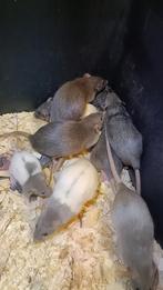 Hele mooie Silvermane rittens beschikbaar!, Dieren en Toebehoren, Knaagdieren, Oktober, Meerdere dieren, Rat