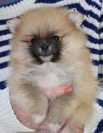 dwergkees/pomeriaan pups met Nederlandse FCI stamboom, Dieren en Toebehoren, Keeshond, CDV (hondenziekte), 8 tot 15 weken, Meerdere