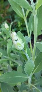 Kruiden zaden: Salie, Bieslook. Bee-friendly & Edible., Ophalen of Verzenden, Voorjaar, Volle zon, Zaad
