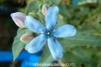 Zaden Tweedia caerulea, Verzenden, Voorjaar, Volle zon, Zaad