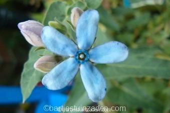 Zaden Tweedia caerulea, Tuin en Terras, Bloembollen en Zaden, Zaad, Voorjaar, Volle zon, Verzenden
