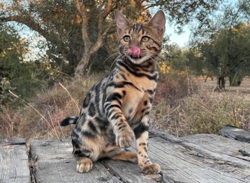 Prachtige lieve bengaalse poes, 2 jaar beschikbaar voor biedingen