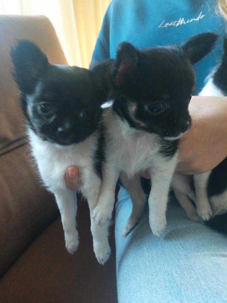 Pups, Dieren en Toebehoren, Honden | Chihuahua's en Gezelschapshonden, Meerdere dieren, Chihuahua, Particulier, Meerdere, Nederland