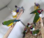 Gouldamadines, Meerdere dieren, Tropenvogel