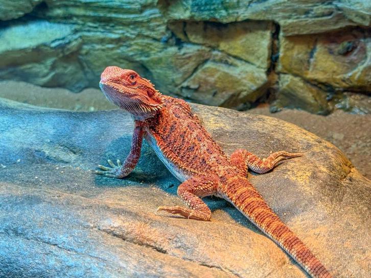 Baardagaam met of zonder terrarium