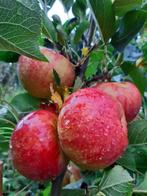 fruitbomen appelbomen in prijs verlaagd, Lente, Appelboom, Volle zon, 100 tot 250 cm