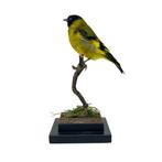 Nu op voorraad: Opgezette zwartkop sijs, Ophalen of Verzenden, Nieuw, Vogel, Opgezet dier