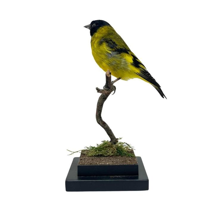 Nu op voorraad: Opgezette zwartkop sijs, Verzamelen, Dierenverzamelingen, Nieuw, Opgezet dier, Vogel, Ophalen of Verzenden
