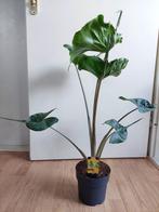 Alocasia Macrorrhiza Stingray - Olifantsoor H: 80 cm., Huis en Inrichting, Kamerplanten, Ophalen, Overige soorten, Halfschaduw