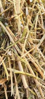 Arm, droog Hooi midibalen 7x van 2025, Dieren en Toebehoren, Ophalen, Vee