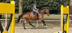 4 jarige SUPER lieve merrie!, Dieren en Toebehoren, Paarden, Merrie, Dressuurpaard, 3 tot 6 jaar
