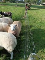 Dekram Engelse texelaar/swifter, Dieren en Toebehoren, Schapen, Geiten en Varkens, Mannelijk, Schaap
