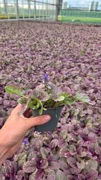 Ajuga Burgundy Glow - bodembedekker - winterhard, Overige soorten, Volle zon, Vaste plant, Ophalen of Verzenden