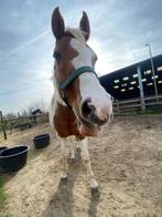 5 sterren huisje gezocht voor d-pony, weidemaatje aangeboden, Dieren en Toebehoren, Paarden, Minder dan 160 cm, L, 11 jaar of ouder