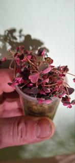 Oxalis crazy plum, Ophalen of Verzenden, Halfschaduw, Minder dan 100 cm