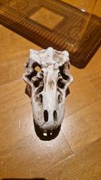 Terrarium reptiel + accessoires, Dieren en Toebehoren, Reptielen en Amfibieën, 0 tot 2 jaar