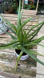 Aloe Vera plant met baby’s, Ophalen of Verzenden