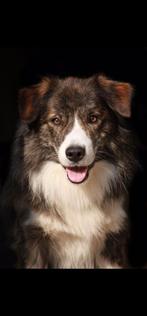 Border Collie black brindle ter dekking aangeboden., Dieren en Toebehoren, Honden | Dekreuen, Rabiës (hondsdolheid), 3 tot 5 jaar