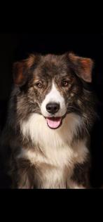 Dekreu Border collie ter dekking (volledig getest), Rabiës (hondsdolheid), Reu, Eén hond, 3 tot 5 jaar