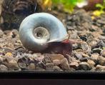 Posthoorn slak blauw | Ramshoorn slakken, Slak of Weekdier, Zoetwatervis