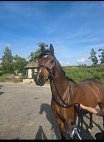 4 jarige arabier ruin, Dieren en Toebehoren, Paarden, Minder dan 160 cm, Ruin, Zadelmak, 3 tot 6 jaar