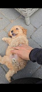 Toypoedel dwergpoedel puppy's 🐾getest🐾 middenslag  pups, Poedel, Rabiës (hondsdolheid), 8 tot 15 weken, Meerdere