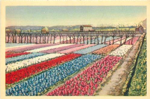 (300-048-027) Nederland Hollandse Bloembollenvelden, Verzamelen, Ansichtkaarten | Nederland, Noord-Holland, Verzenden