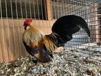 Trio Hollandse kriel Patrijs/Geelpatrijs, Dieren en Toebehoren, Pluimvee, Meerdere dieren, Kip