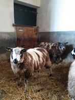 Bonte rammen, Dieren en Toebehoren, Mannelijk, Schaap, 0 tot 2 jaar