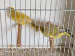 Geelbek groenlingen, Dieren en Toebehoren, Vogels | Overige Vogels, Meerdere dieren, Wildzangvogel