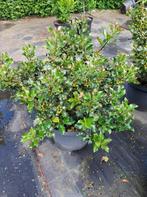 Ilex x meserveae ‘Blue Angel’ (Amerikaanse hulst, blauwe hul, Ophalen, Lente, Vaste plant, Overige soorten