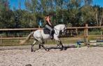 SUPER BRAVE, LEUKE EN VEELZIJDIGE D PONY!!!, Ruin, D pony (1.37m tot 1.48m), 3 tot 6 jaar