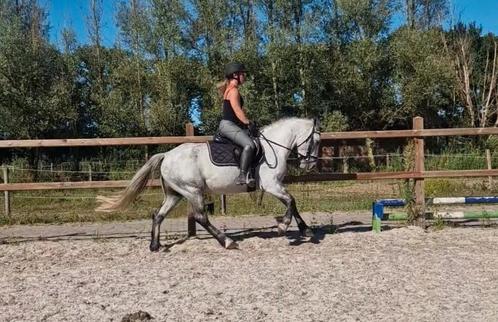 SUPER BRAVE, LEUKE EN VEELZIJDIGE D PONY!!!, Dieren en Toebehoren, Pony's, Ruin, D pony (1.37m tot 1.48m), 3 tot 6 jaar