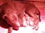 Pitbull Red Nose Terrier pups – sterk & gezond!, Particulier, Overige rassen, 8 tot 15 weken, Buitenland