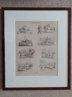 Ingelijste oude prent steendruk levensloop paard, Ophalen