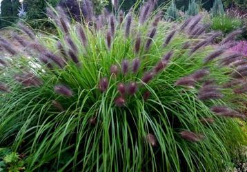 Bio zaden Lampenpoetsergras - Pennisetum alopecuroides beschikbaar voor biedingen