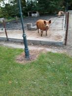 Tamworth  zeug, Dieren en Toebehoren, Schapen, Geiten en Varkens, Vrouwelijk, Varken, 3 tot 5 jaar