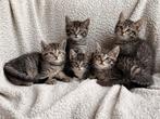 Mooie getijgerde kittens op zoek naar nieuw personeel, Dieren en Toebehoren, Katten en Kittens | Overige Katten, Meerdere dieren