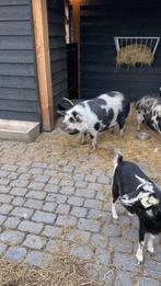 Goed tehuis gezocht voor twee varkens GRATIS, Dieren en Toebehoren, Mannelijk, Varken