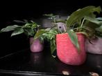 Monstera minima – met of zonder pot, Ophalen, Overige soorten, Minder dan 100 cm