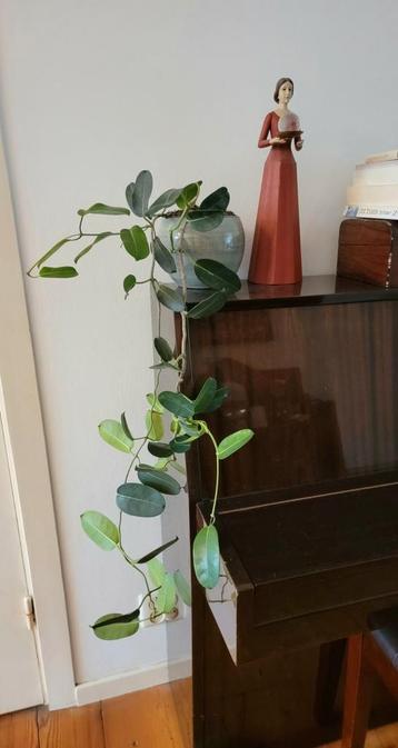 Mooie Stephanotis, inclusief pot. beschikbaar voor biedingen