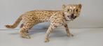 Indonesische kat (taxidermie), Opgezet dier, Ophalen of Verzenden, Zo goed als nieuw, Hond of Kat