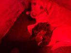 Labrador pups, België, Particulier, CDV (hondenziekte), 8 tot 15 weken