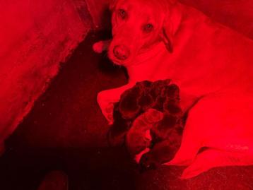 Labrador pups beschikbaar voor biedingen