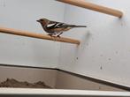 Europese vinken, Wildzangvogel, Geringd