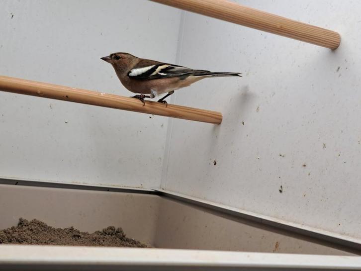 Europese vinken, Dieren en Toebehoren, Vogels | Overige Vogels, Wildzangvogel, Geringd