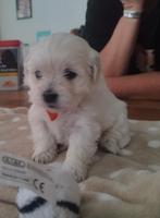 Te koop leuke boomers, Dieren en Toebehoren, Honden | Niet-rashonden, Teef, Meerdere, Klein, Nederland